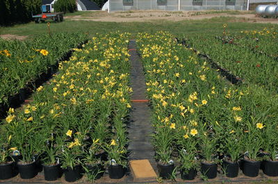 Hemerocallis Hy Returns Daylily From Kankakee Hemerocallis Hy Returns Daylily