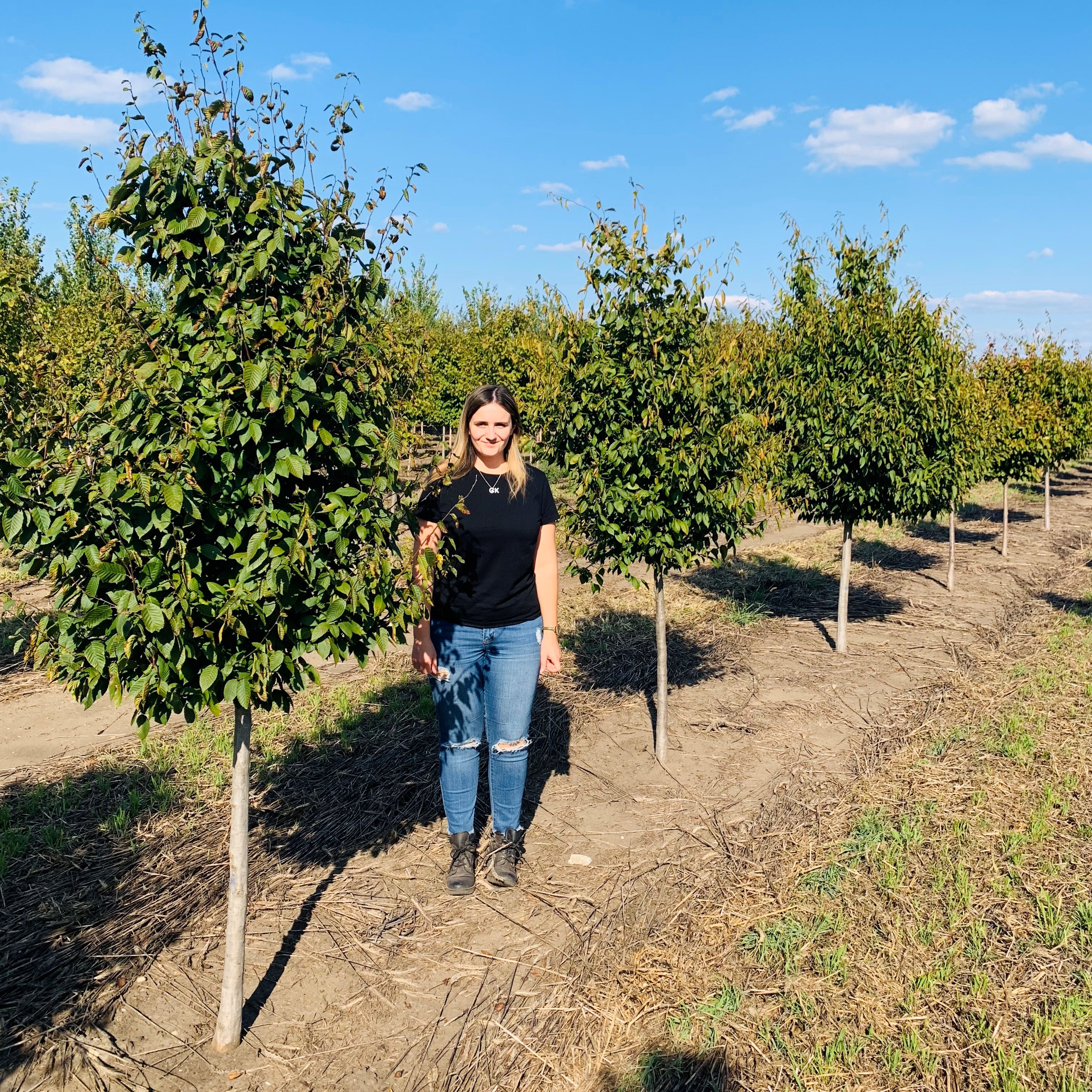 Carpinus caroliniana American Hornbeam 