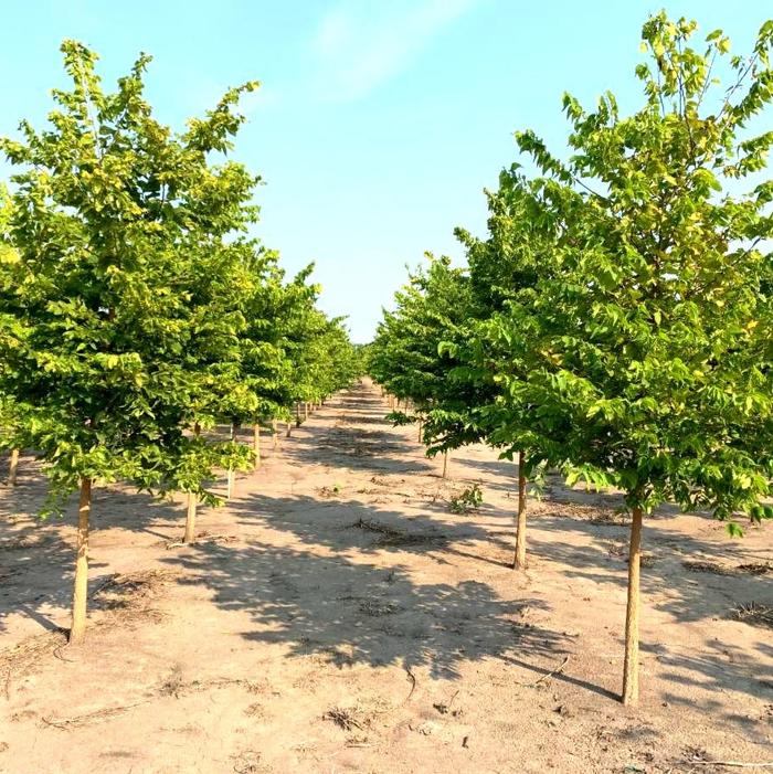 Celtis occidentalis Common Hackberry 