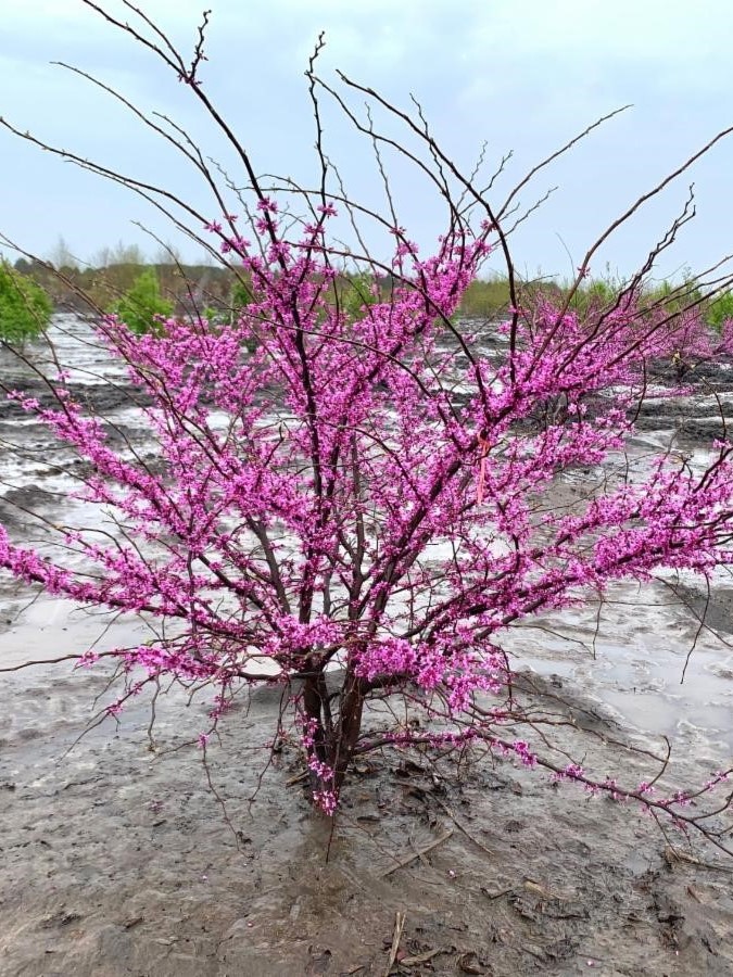 Cercis canadensis Eastern Redbud 