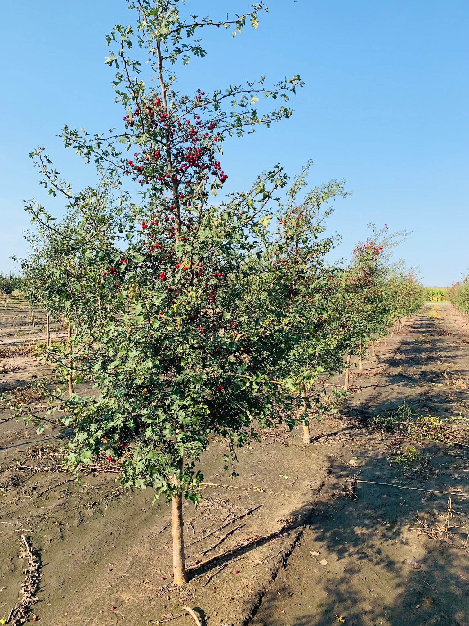 Crataegus ambigua Russian Hawthorn 