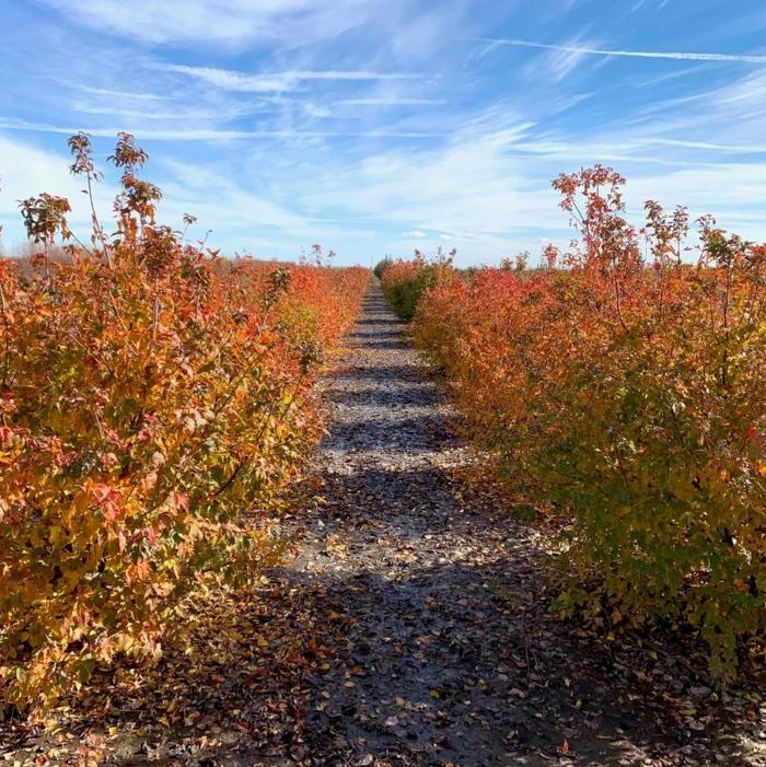 Acer ginnala 'Flame' Amur Maple 