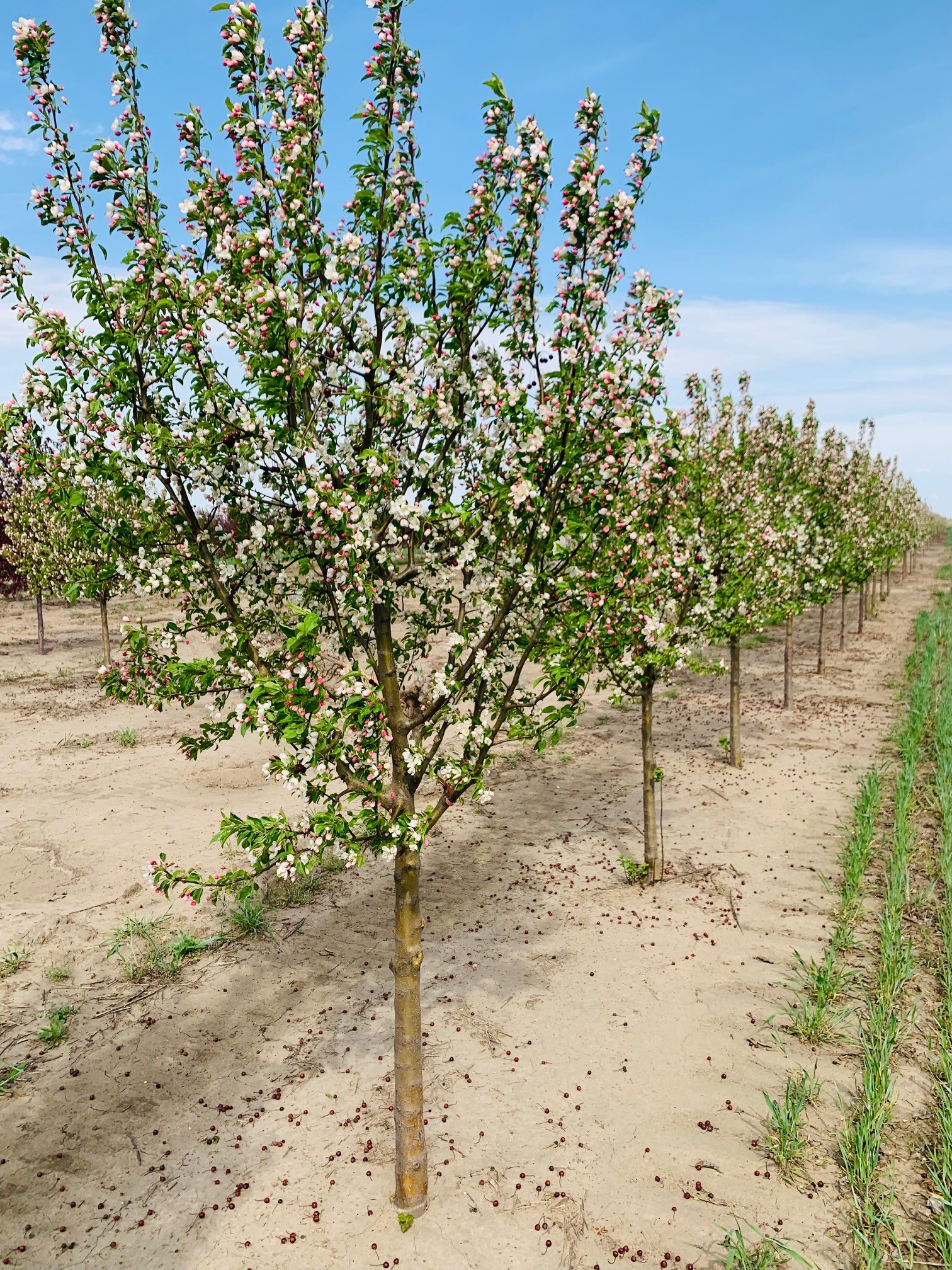 Malus Donald Wyman Crabapple 