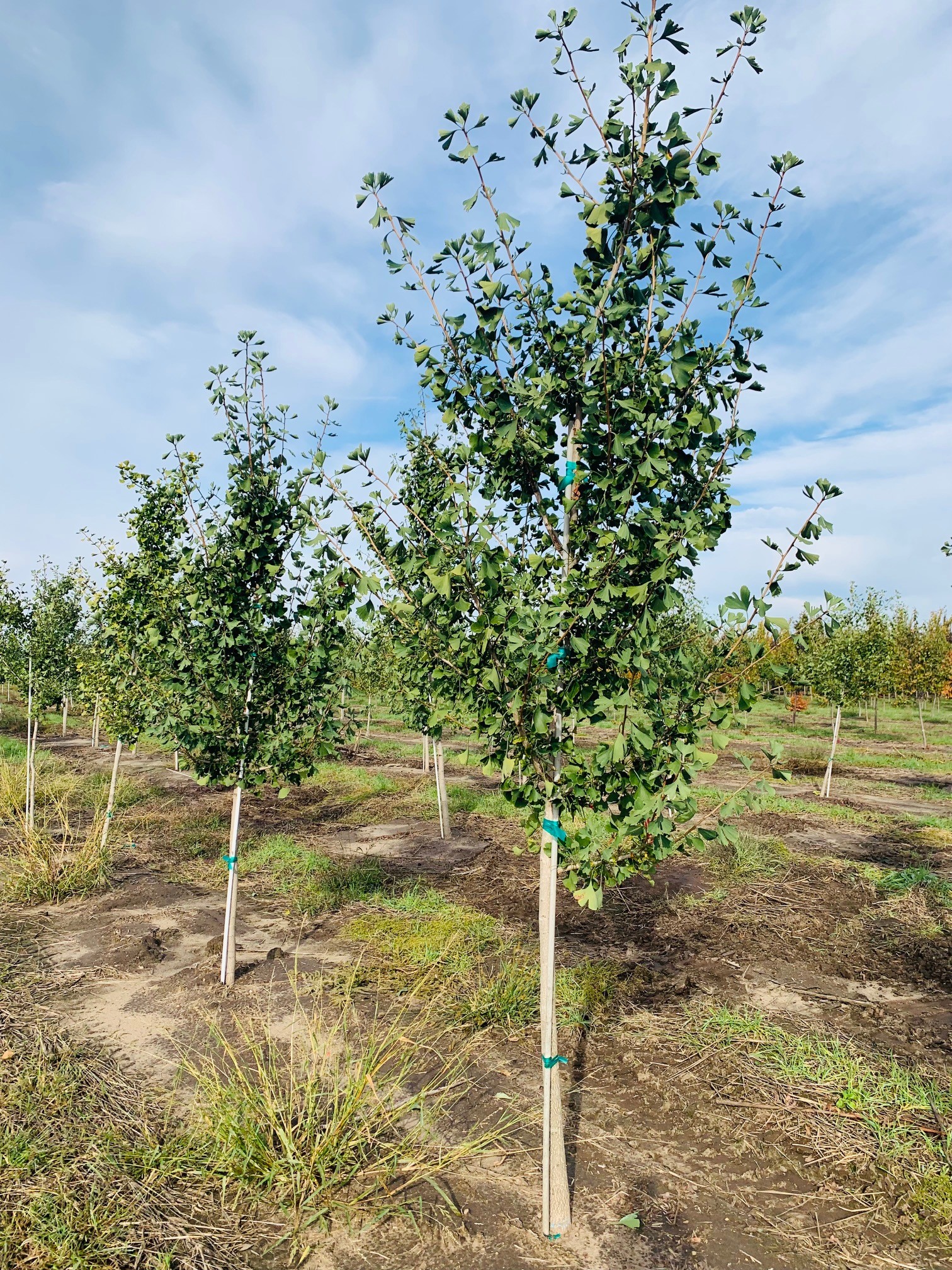 Ginkgo biloba Princeton Sentry Ginkgo 