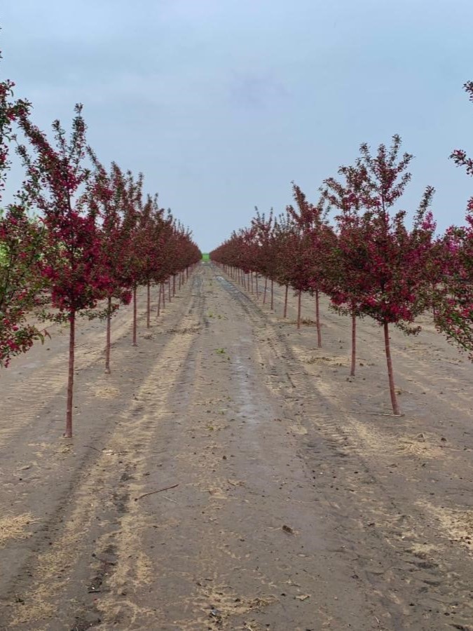 Malus Purple Prince Crabapple 