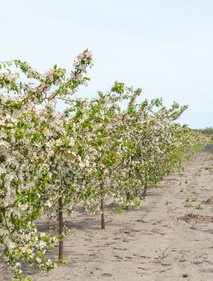 Malus Red Jade Crabapple 