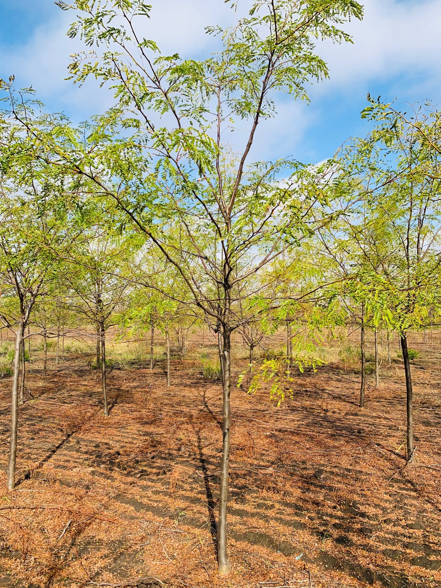 Gleditsia tri. inermis 'Impcole' Imperial® Honeylocust 