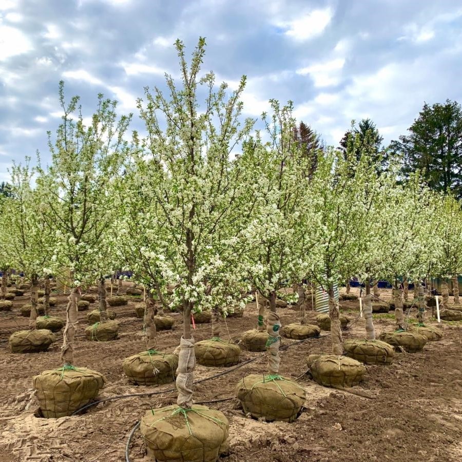 Malus Red Jewel™ Crabapple 