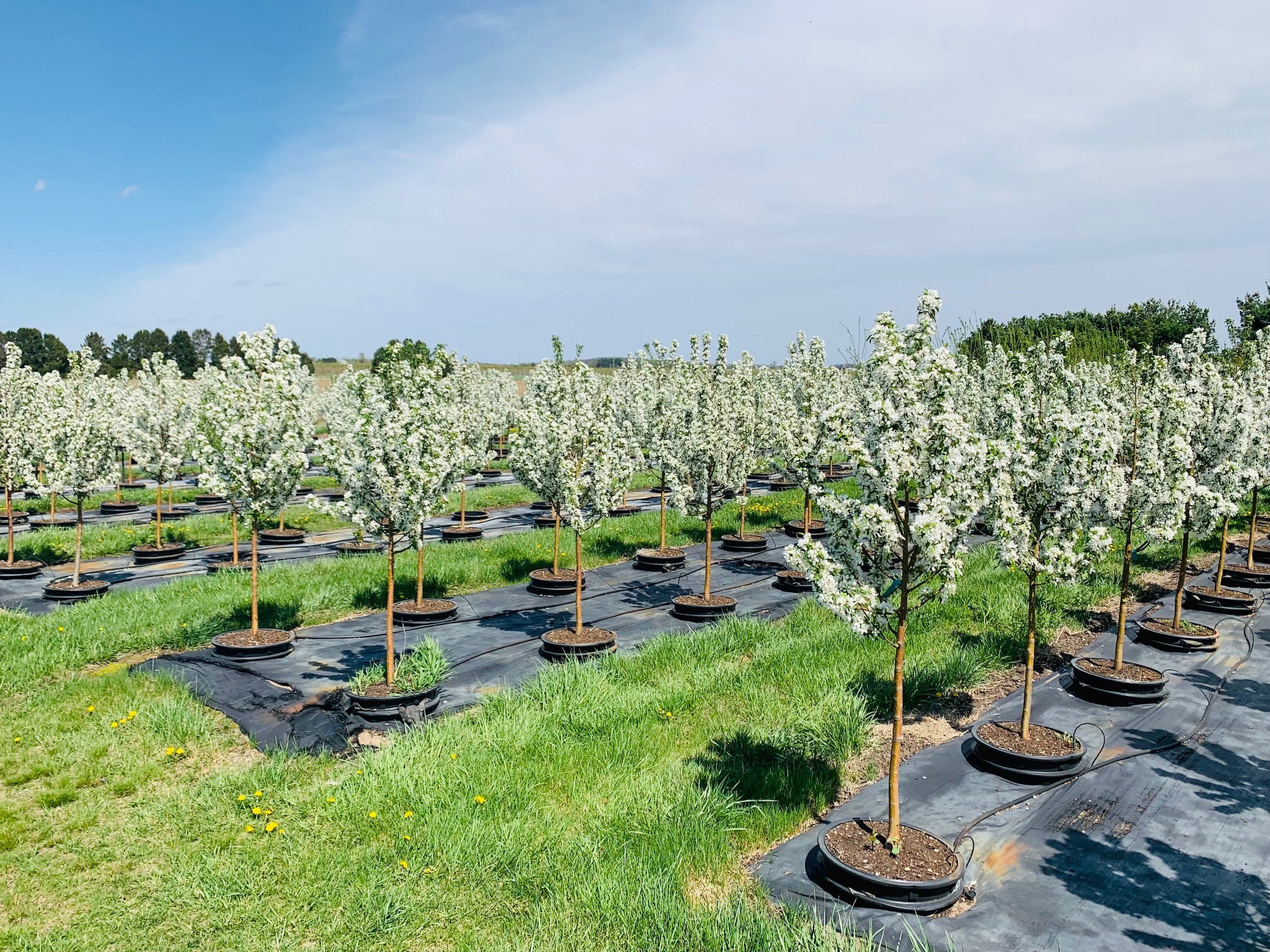 Malus Spring Snow Crabapple 