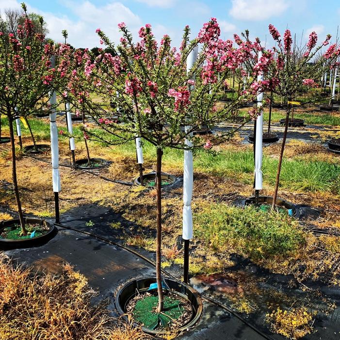 Malus 'Coralcole' Coralburst® Crabapple 