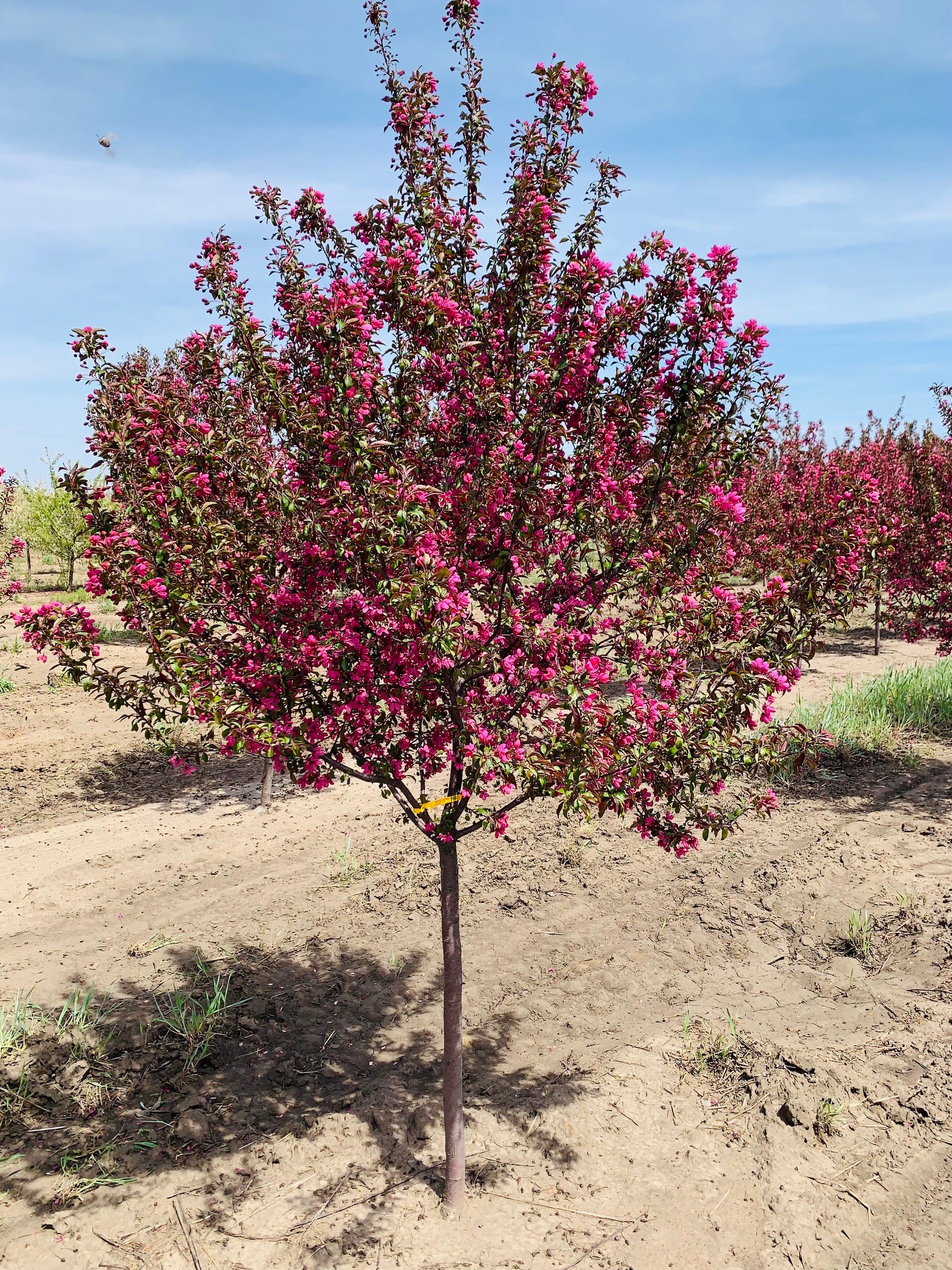 Malus Prairifire Crabapple 