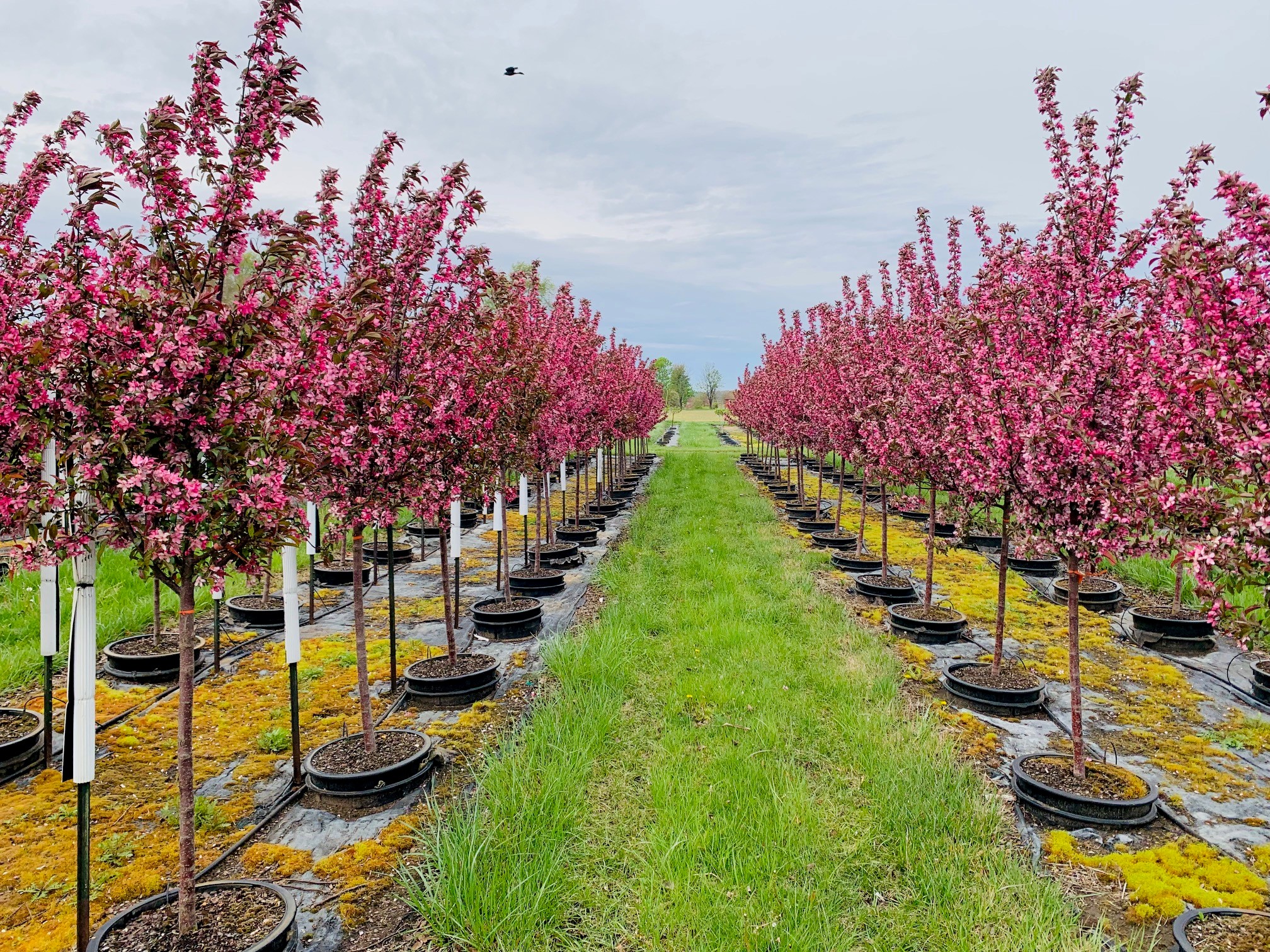 Malus 'JFS-KWS' Royal Raindrops® Crabapple 