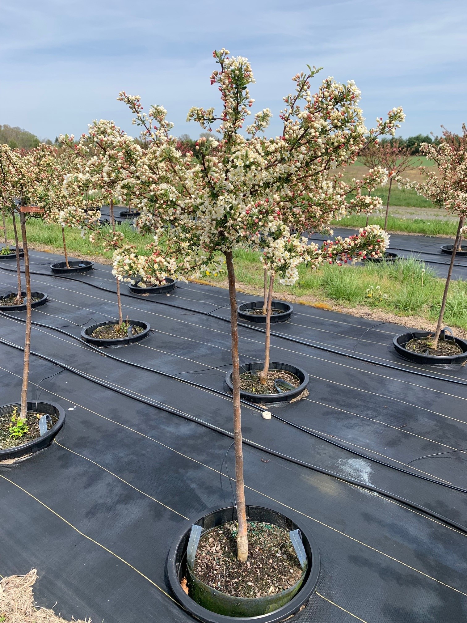 Malus sargentii 'Tina' Sargent Crabapple 