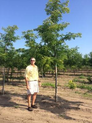 Gleditsia tri. inermis 'Suncole' Sunburst Honeylocust 