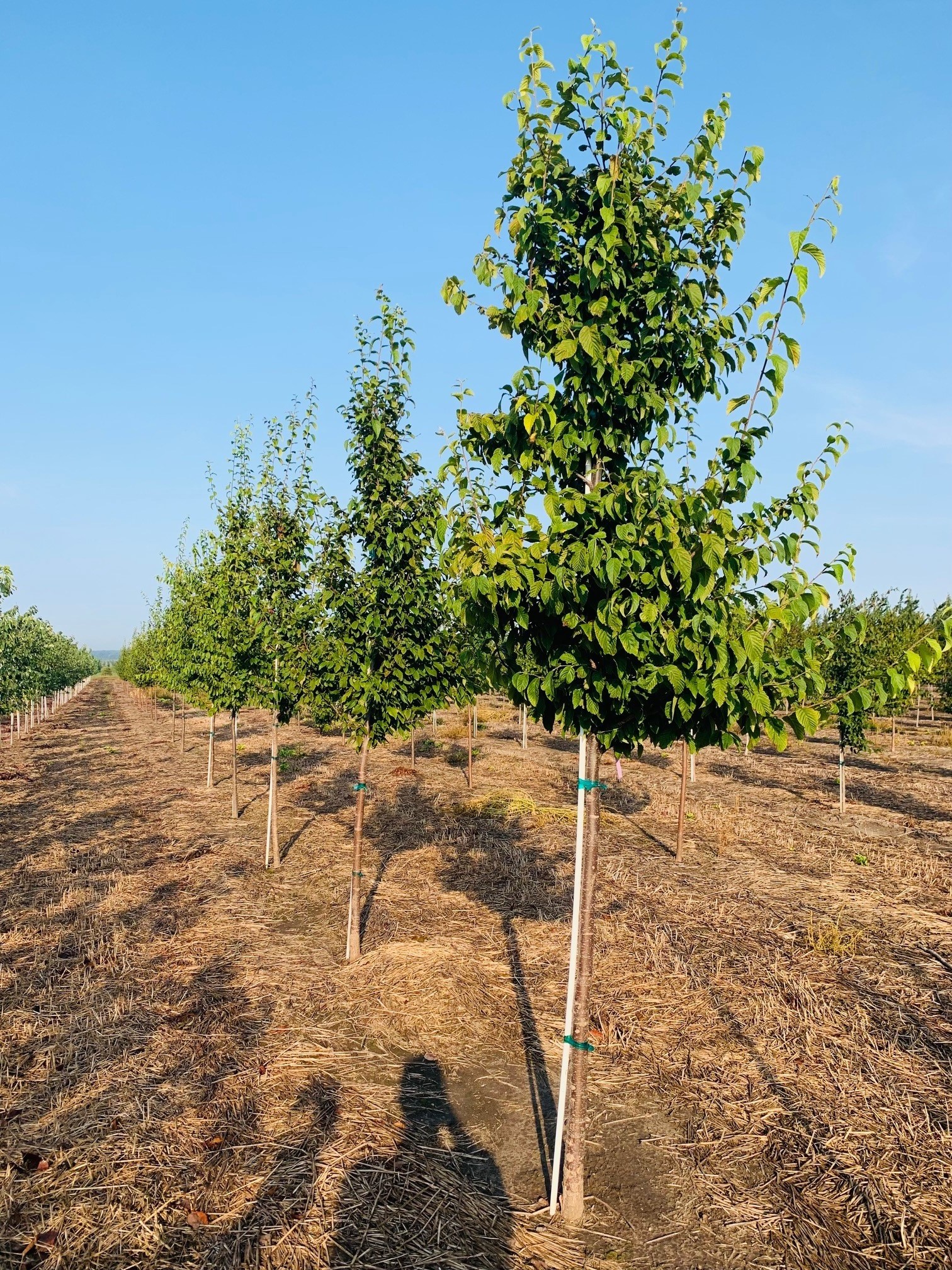 Ostrya virginiana Hophornbeam (American Ironwood) 