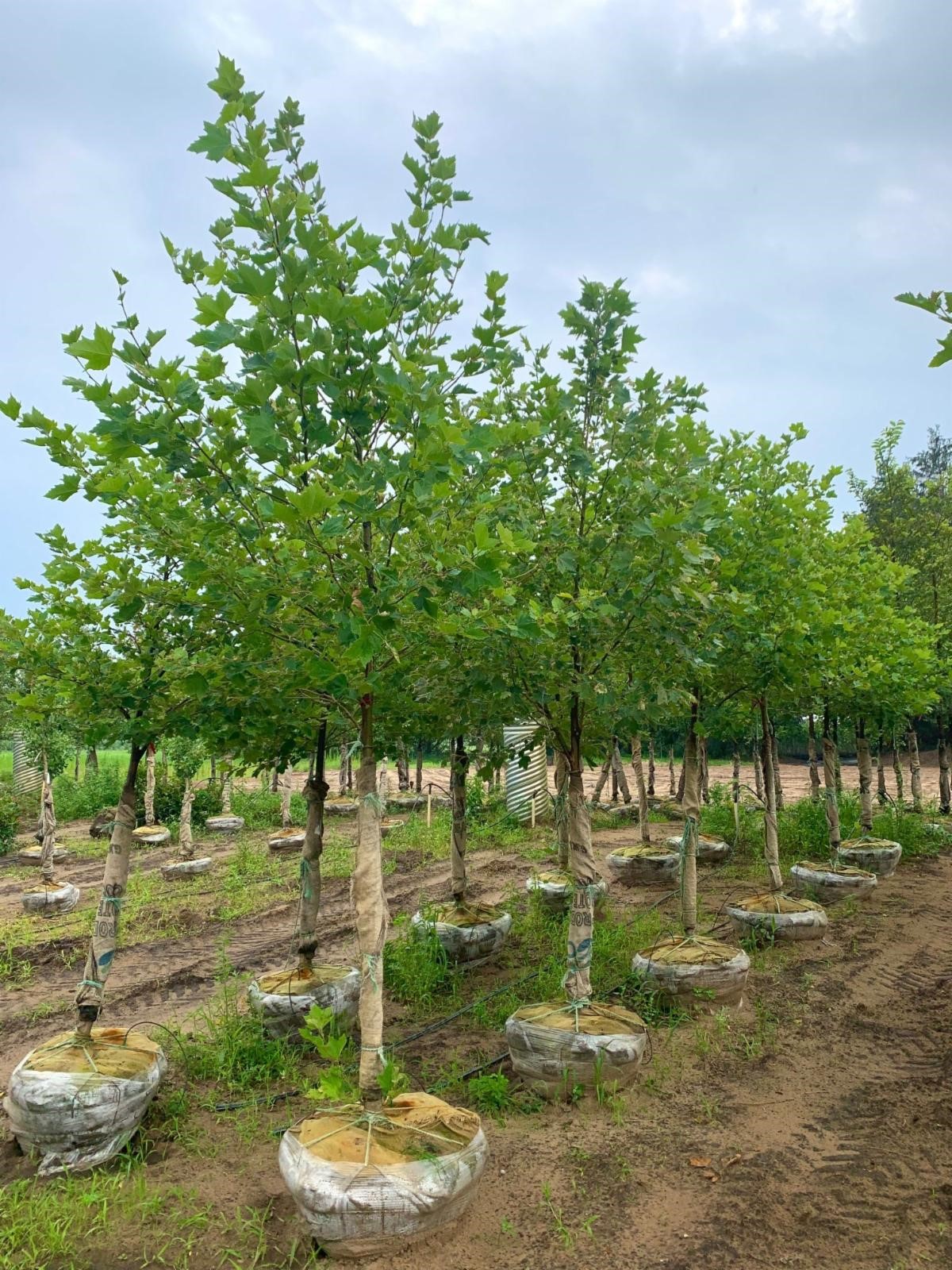 Platanus acerifolia 'Bloodgood' London Planetree 