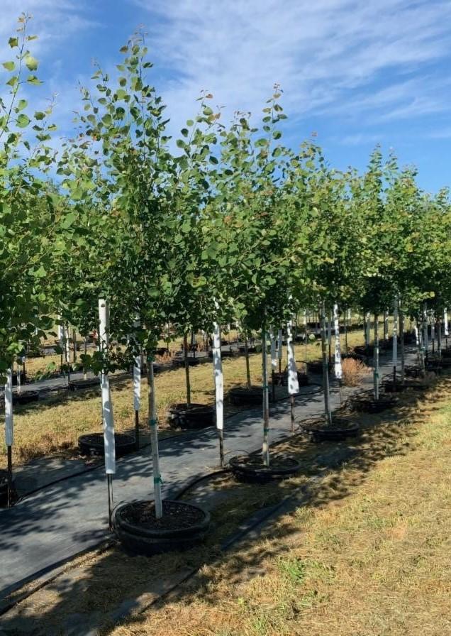 Populus tremuloides <br> Quaking Aspen 