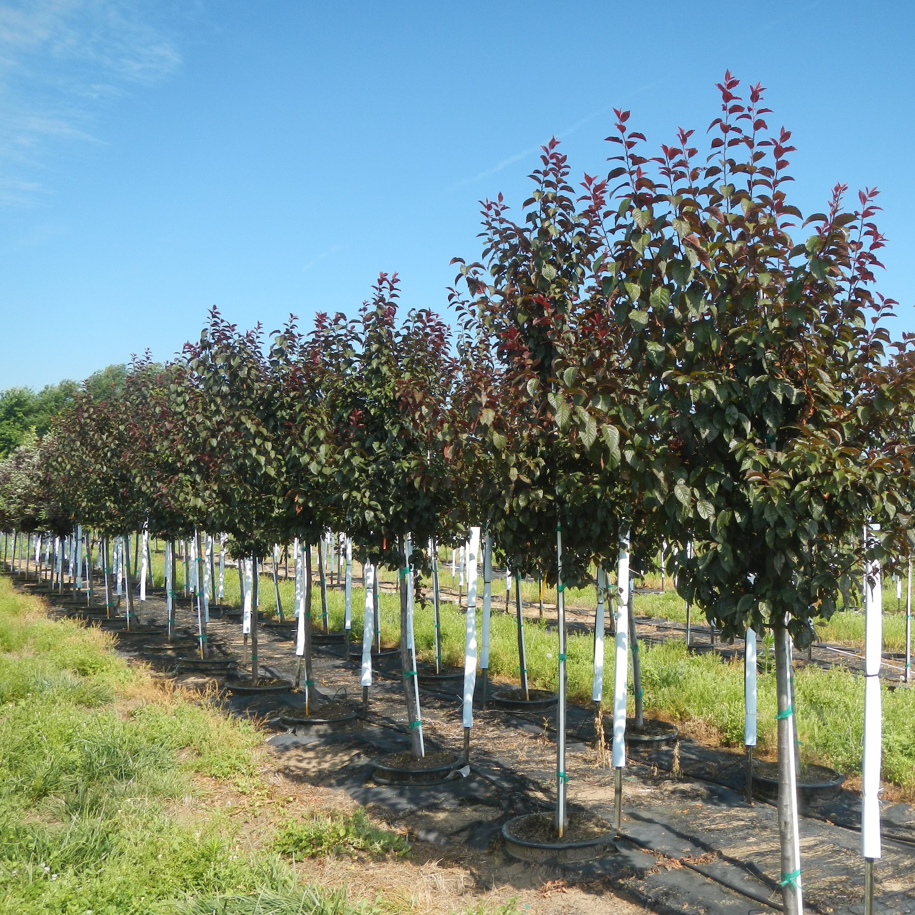 Prunus cerasifera Newport Flowering Plum 