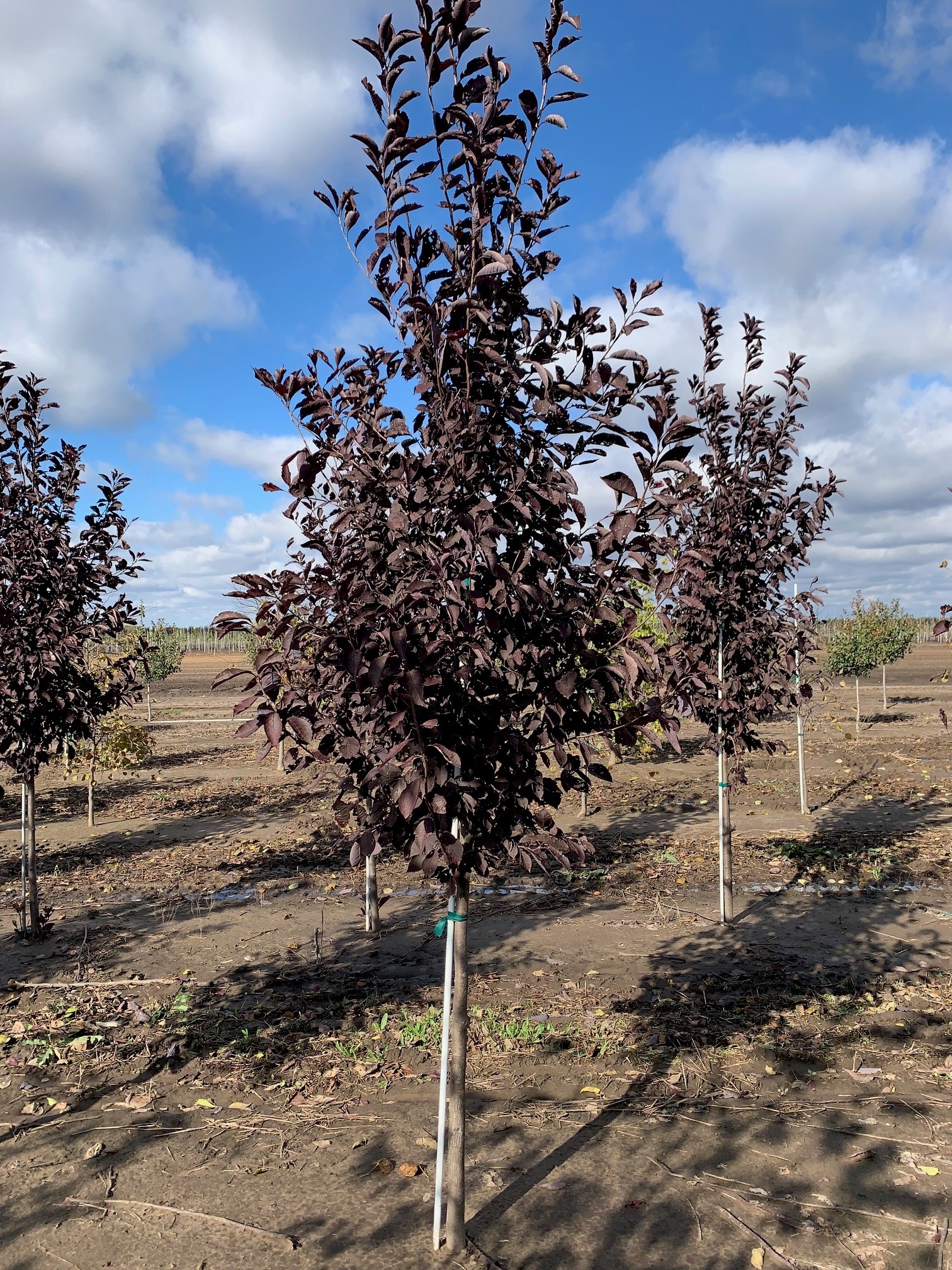 Prunus virginiana 'Canada Red' Chokecherry 