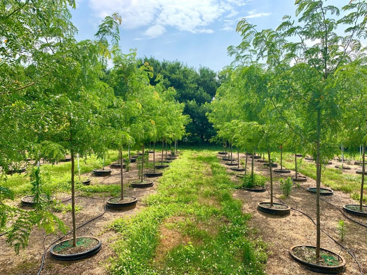 Gleditsia tri. inermis Skyline Honeylocust 