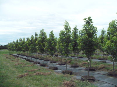 Pyrus calleryana 'Glen's Form' Chanticleer® Pear 