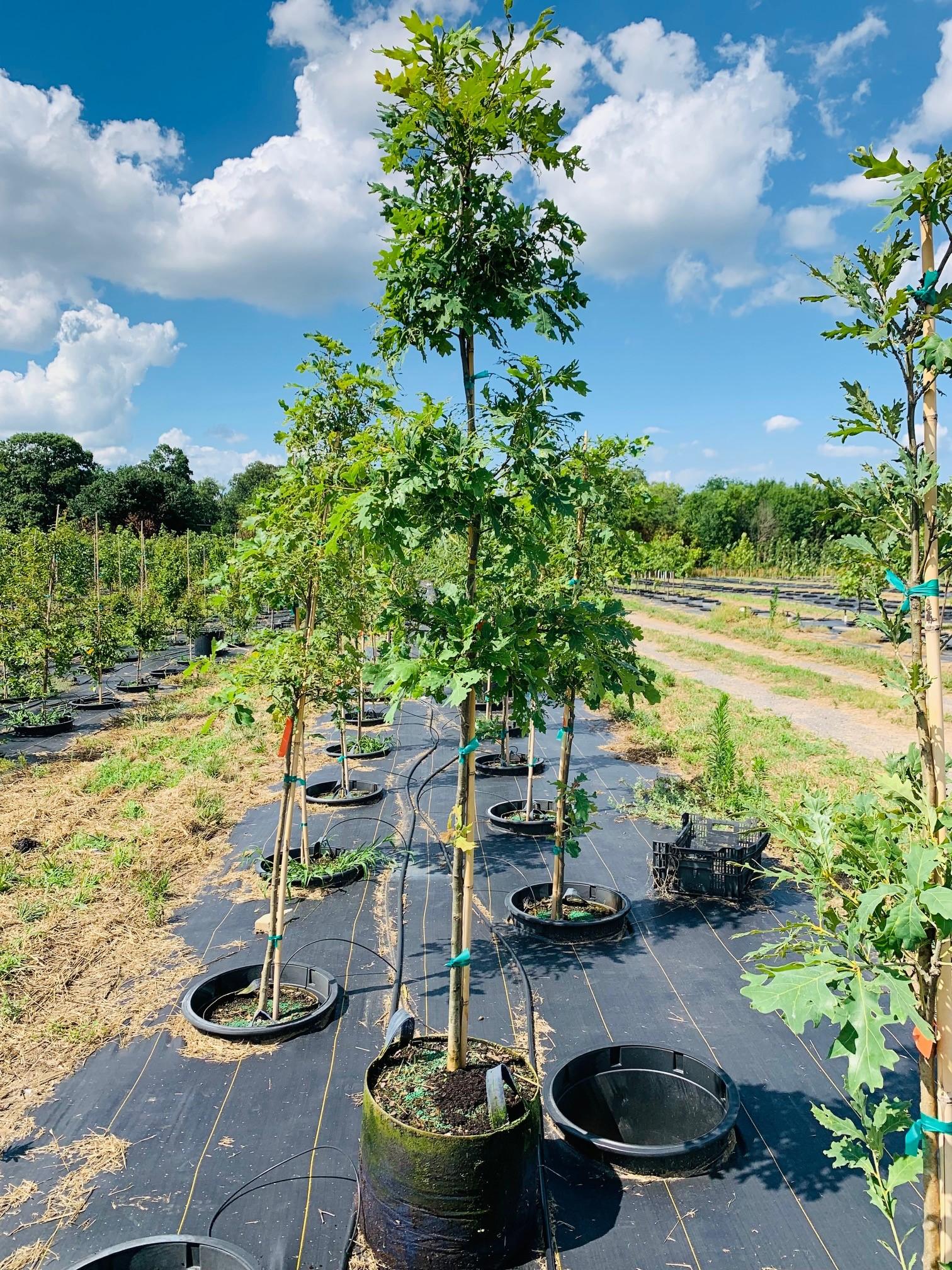 Quercus alba White Oak 