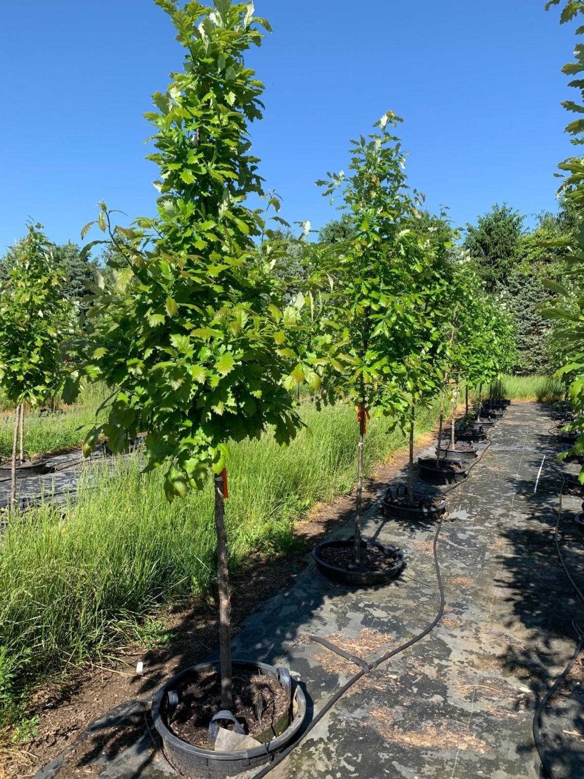 Quercus bicolor Swamp White Oak 