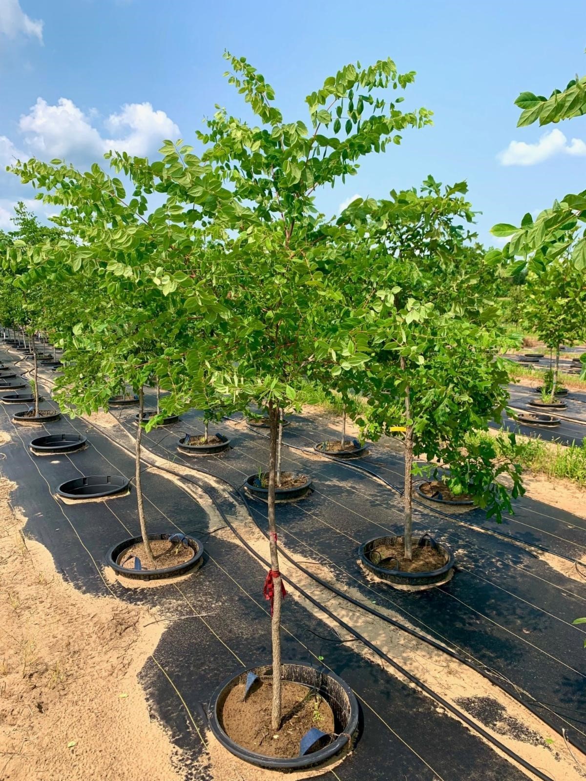 Gymnocladus dioicus Kentucky Coffeetree 