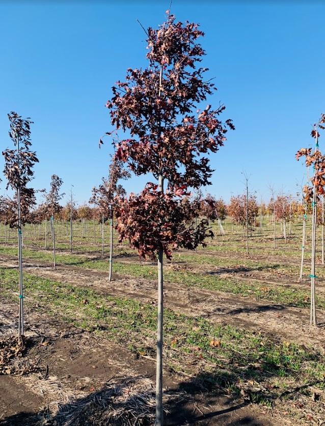 Quercus ellipsoidalis Northern Pin Oak 