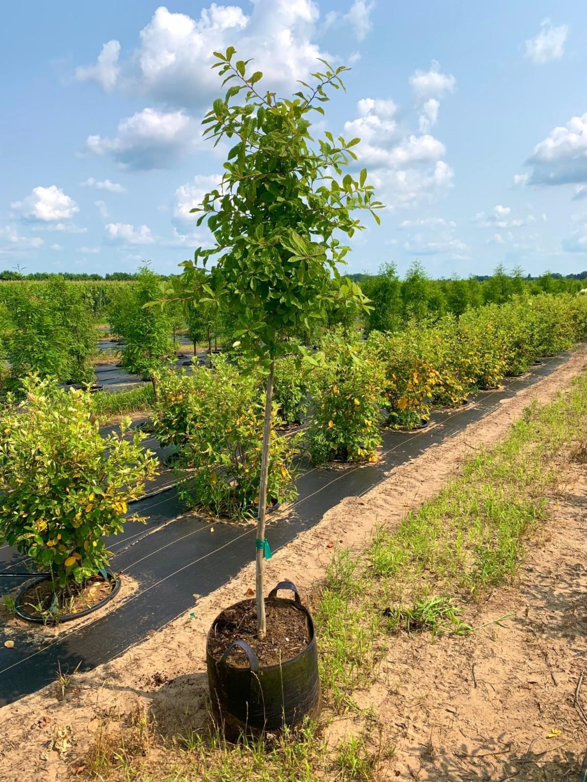 Quercus muehlenbergi Chinkapin Oak 