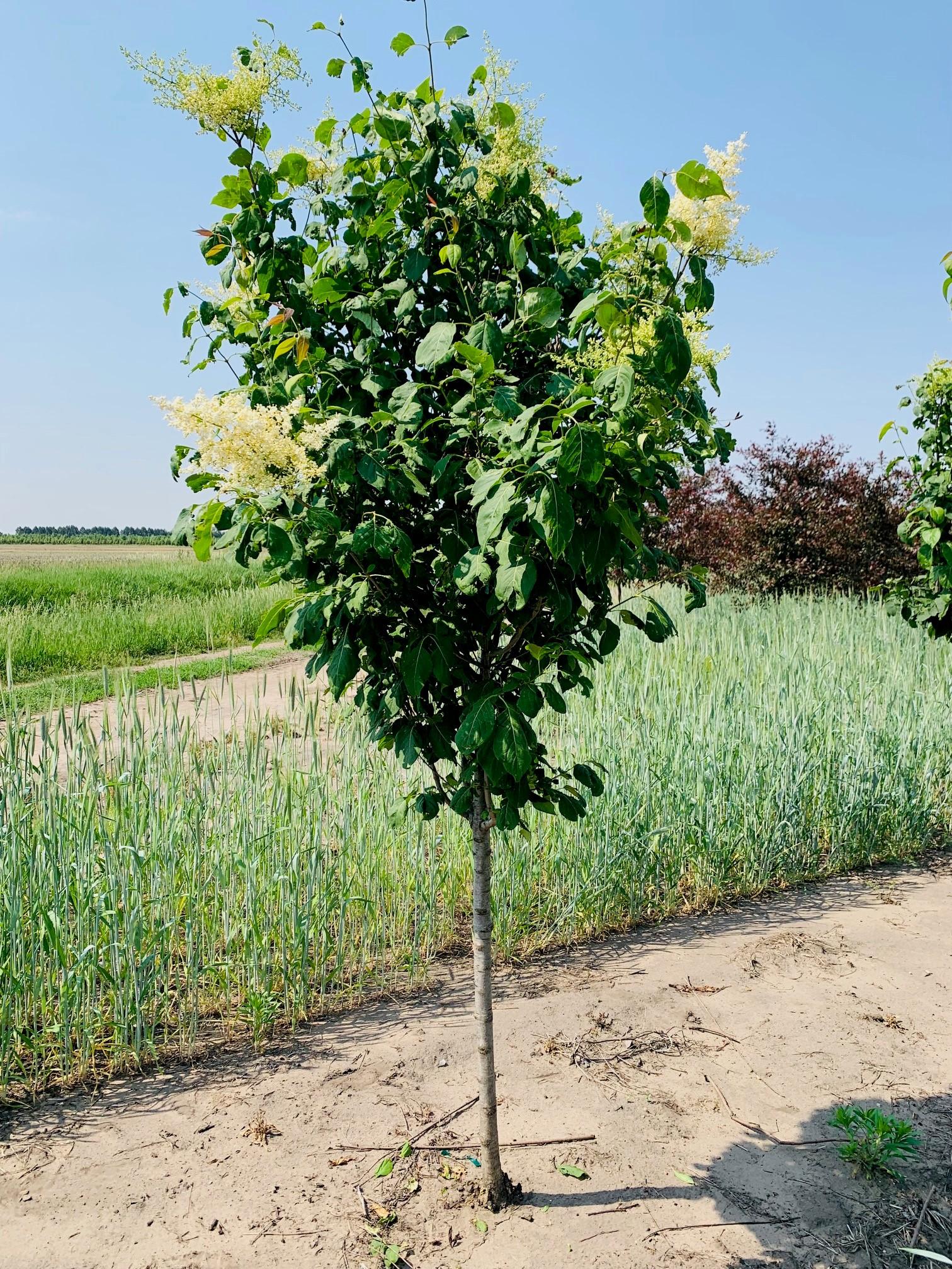 Syringa reticulata Ivory Silk® Japanese Tree Lilac 