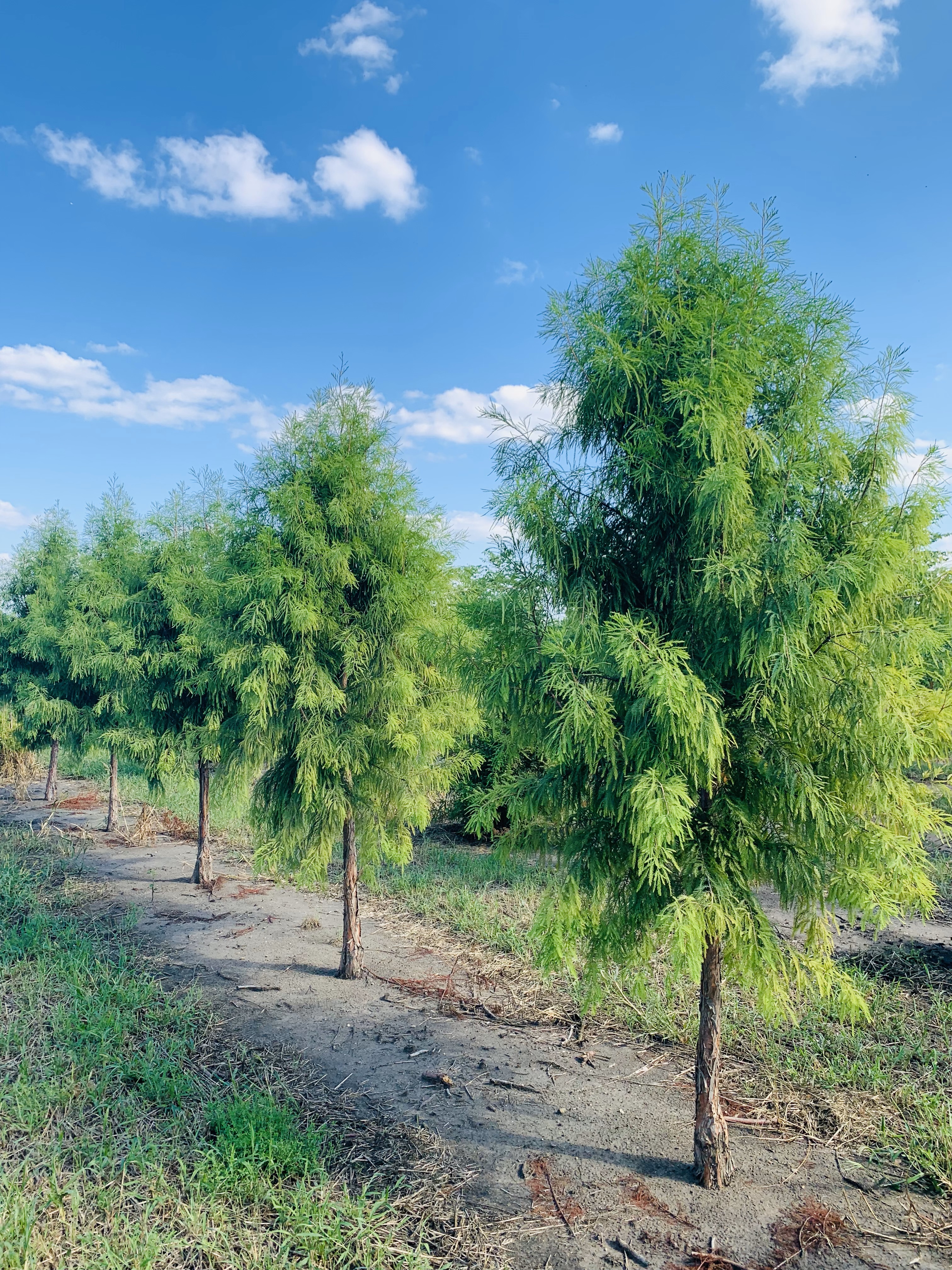 Taxodium distichum Shawnee Brave Bald Cypress 