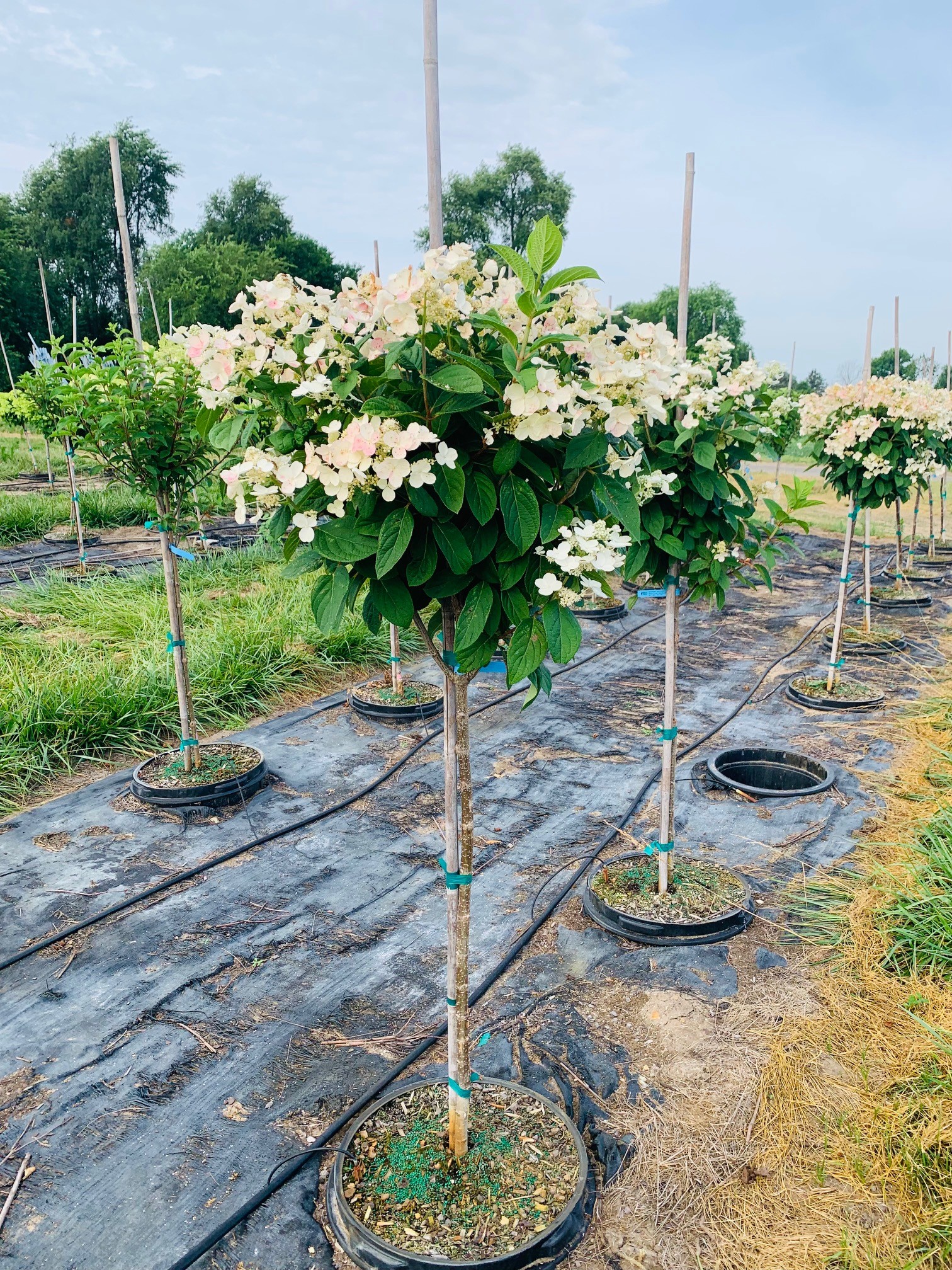 Hydrangea paniculata 'Bulk' Quick Fire® Proven Winners® Color Choice® 