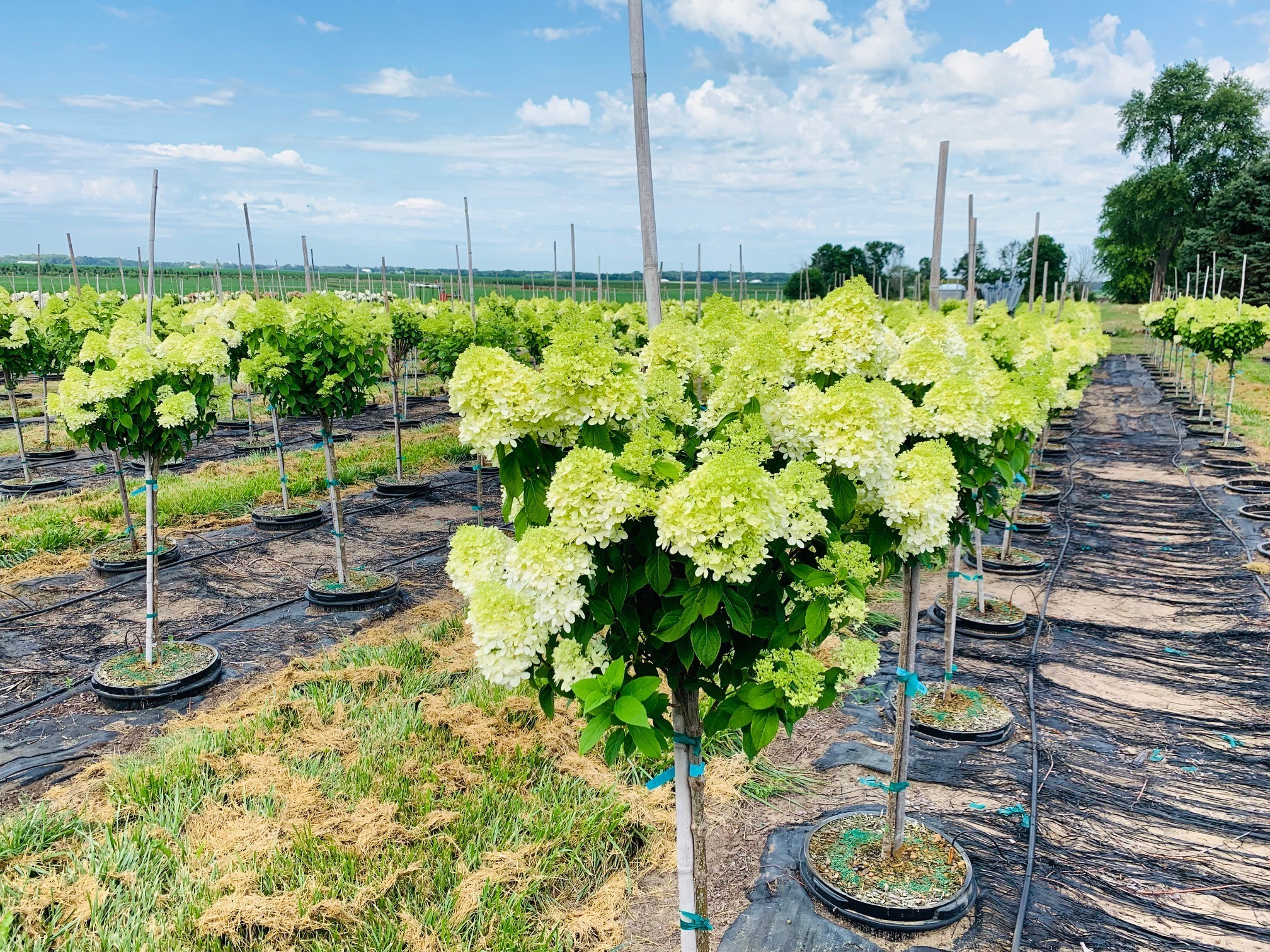 hydrangea paniculata tree