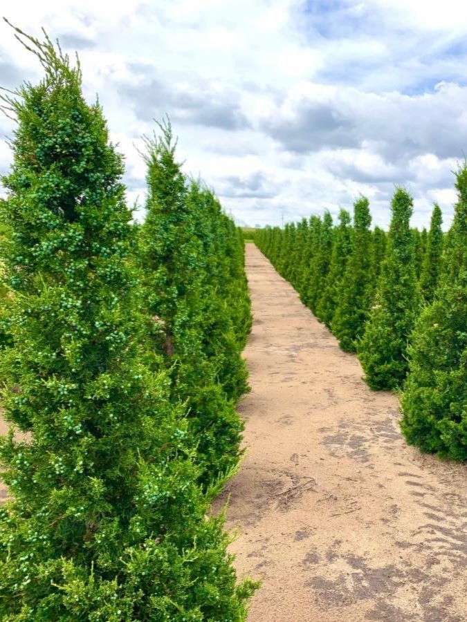 Juniperus chinensis 'Hetzii' Columnar Juniper 