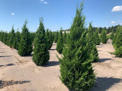 Juniperus virginiana 'Cupressifolia' Hillspire Juniper 