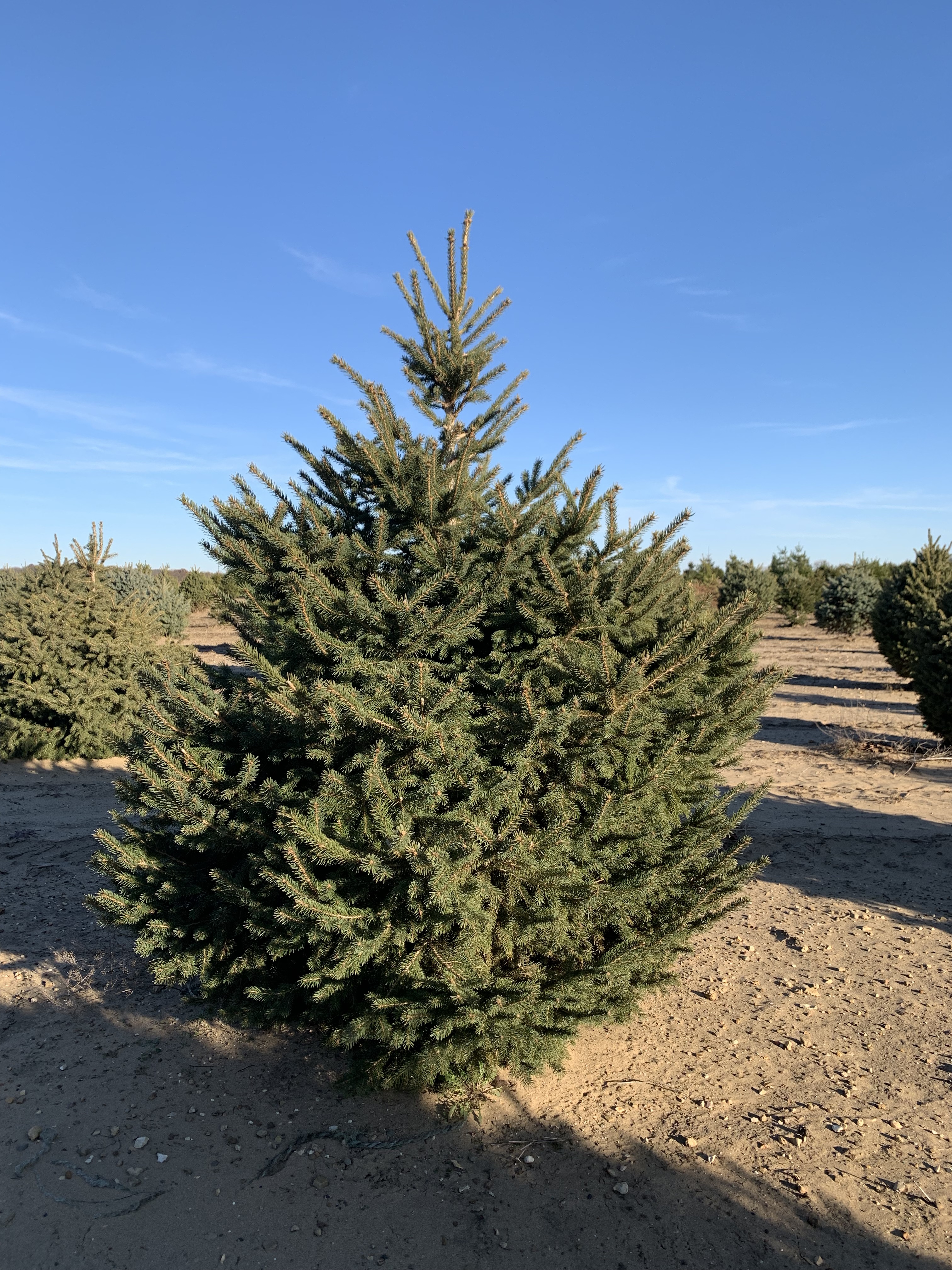 Picea glauca 'Densata' Black Hills Spruce 