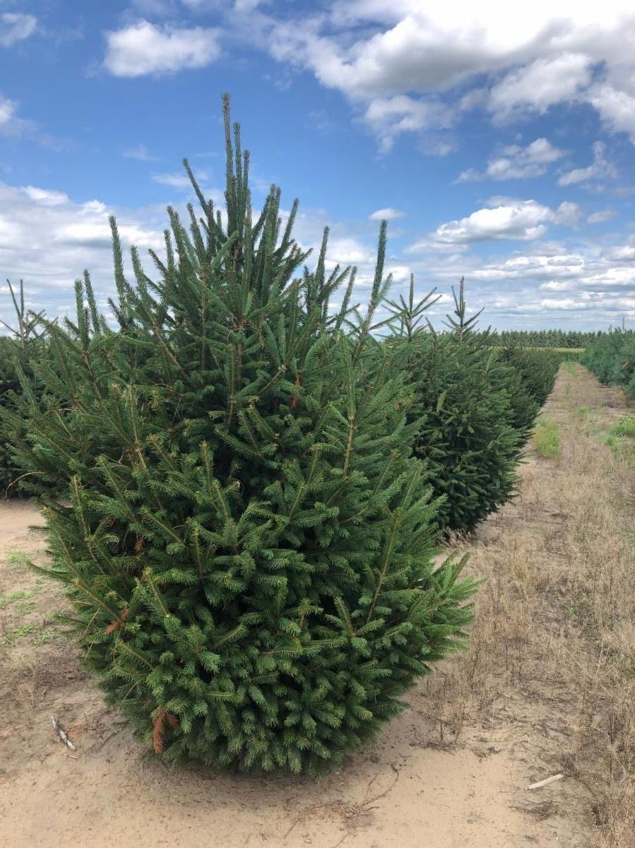 Picea abies Norway Spruce 