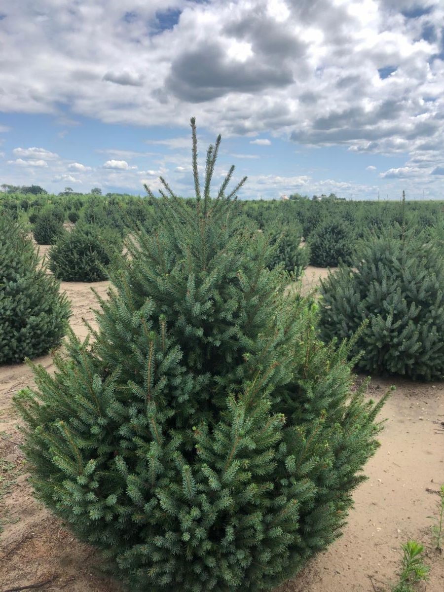 Picea omorika Serbian Spruce 