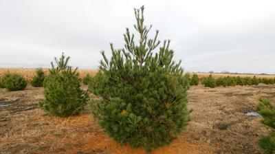 Pinus strobus Eastern White Pine 