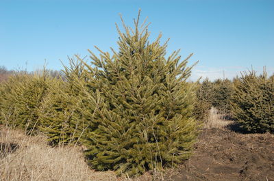 Pseudotsuga menziesii Douglas Fir 