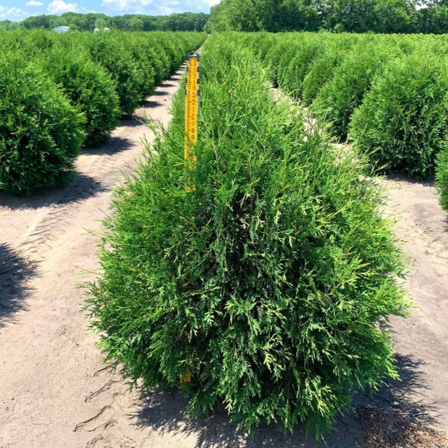 Thuja occidentalis Techny Arborvitae 