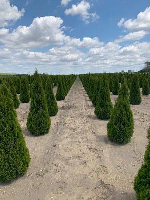 Thuja occidentalis 'Smaragd' Emerald Arborvitae 