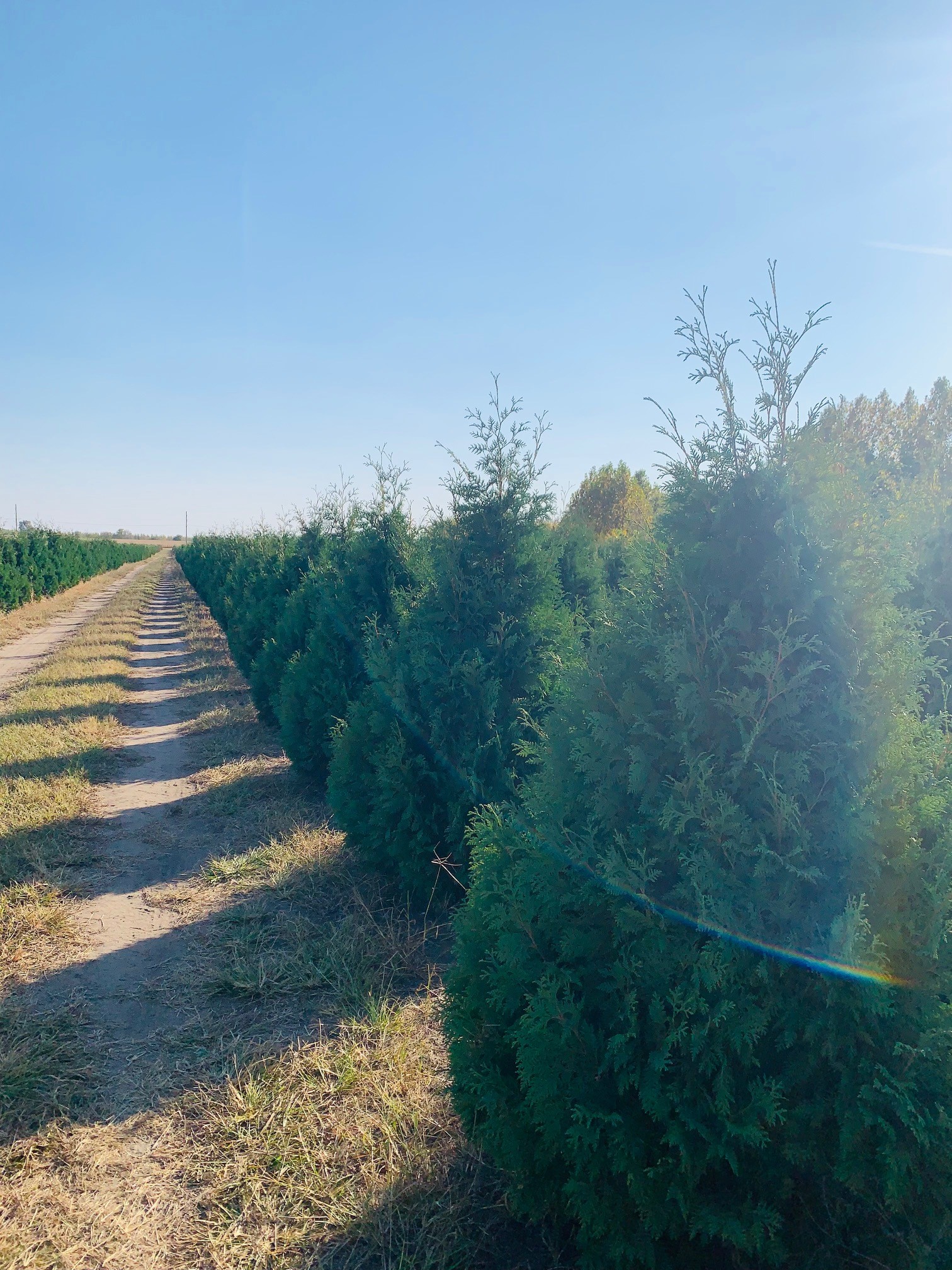 Thuja occidentalis 'Nigra' Dark Green Arborvitae 