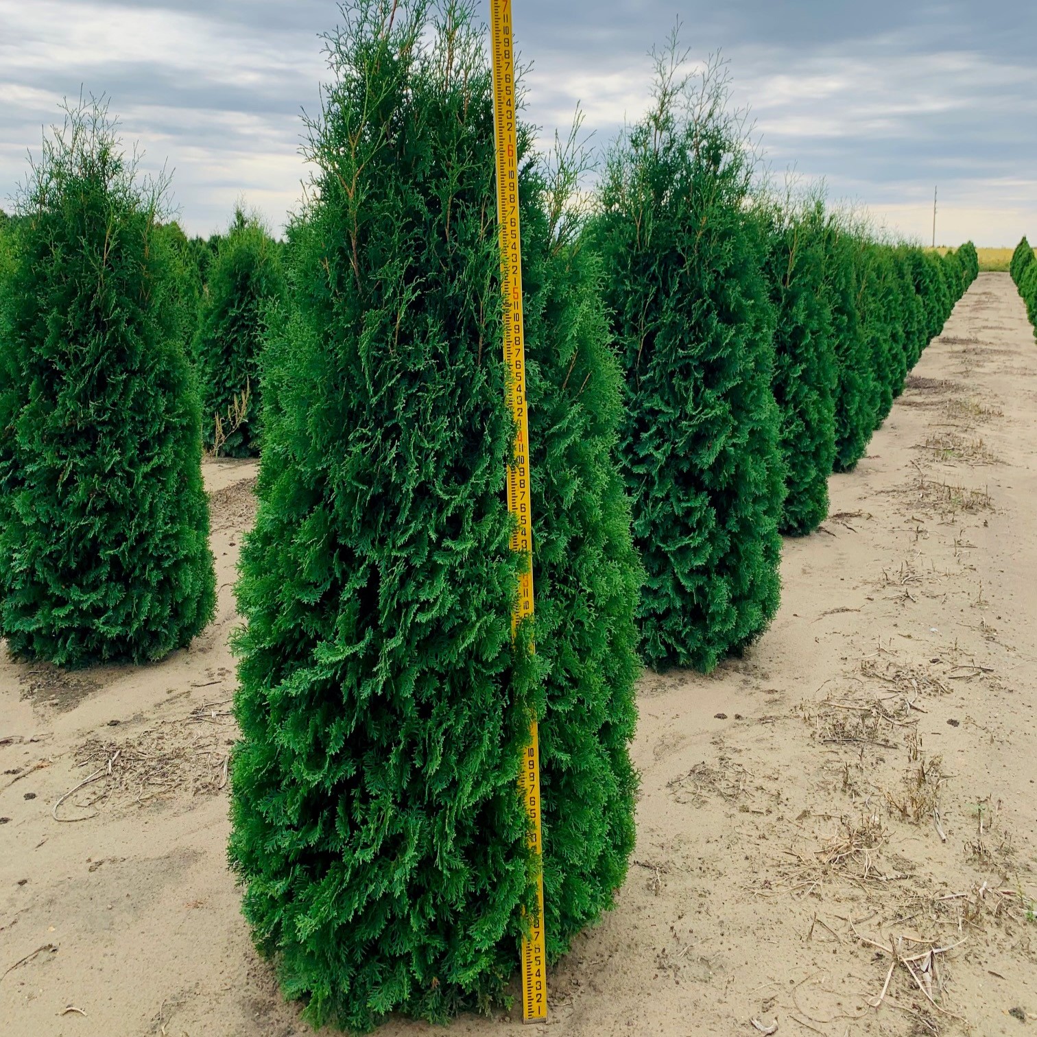 Thuja occidentalis 'Pyramidalis' Pyramidal Arborvitae 