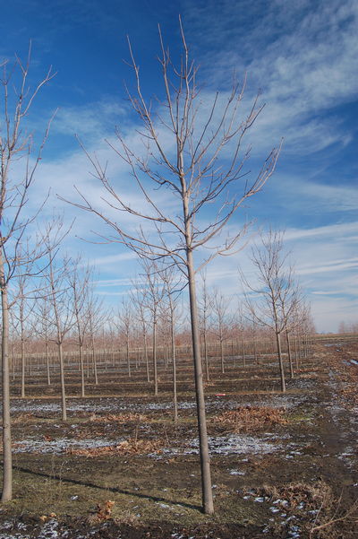 Acer platanoides Emerald Queen Norway Maple 