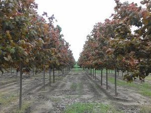 Acer platanoides Deborah Norway Maple 