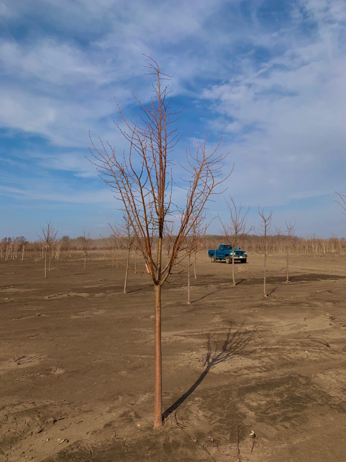 Tilia cordata Greenspire® Linden 