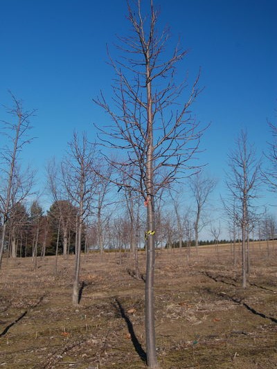 Tilia americana x euchlora Redmond Linden 