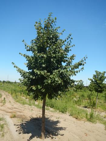 Tilia flavescens Glenleven Linden 